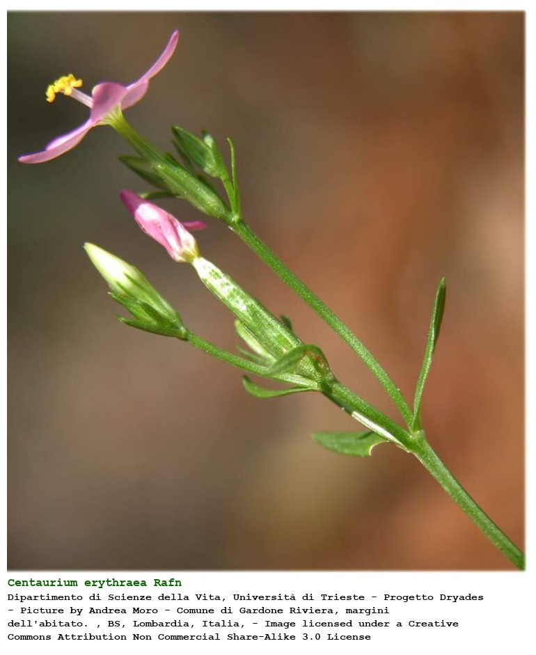 Centaurium erythraea Rafn